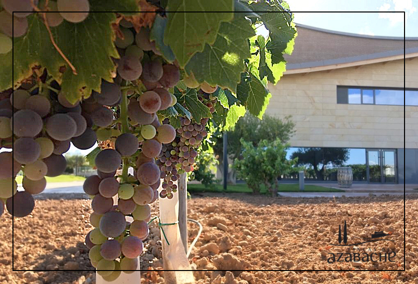 VINE GROWTH CYCLE-VERASION